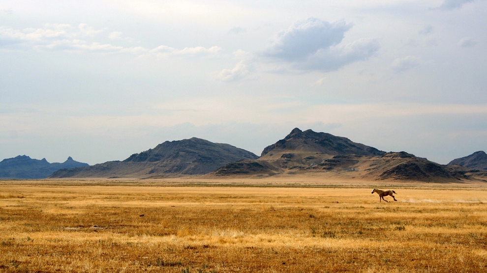 156202_national-geographic_gory_loshad_mustang_1920x1080_www.GdeFon.ru_.jpg